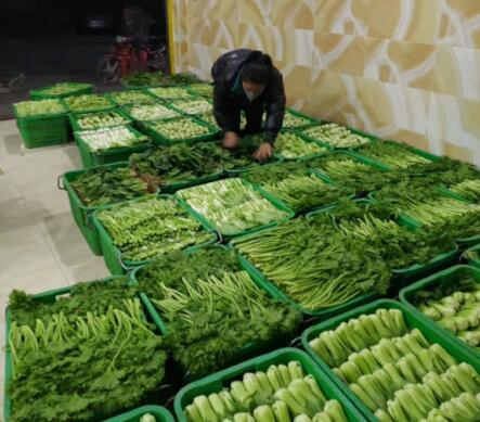 新鲜直供｜山东寿光精品瓜果蔬菜基地常年批发供应
