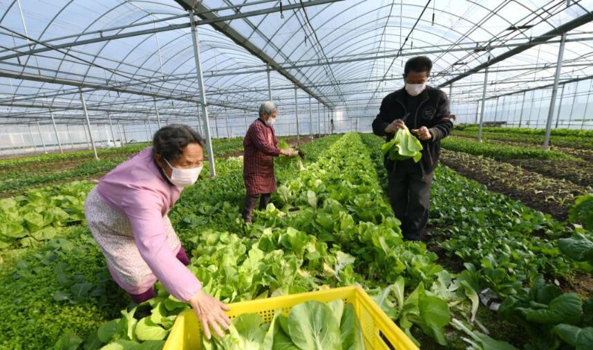 量大价优｜广西当季热带瓜果蔬菜现货直发全国