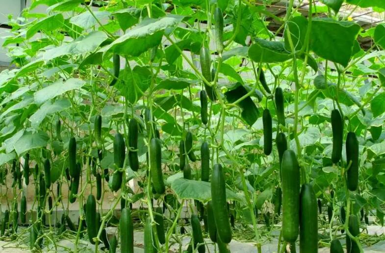 应季抢鲜｜海南反季节瓜果蔬菜冷链配送支持定制