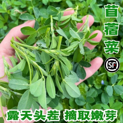 顺丰苜蓿菜新鲜食用应当季农家蔬菜现摘现发草头嫩芽金花菜 头茬 1斤 发嫩芽/顺丰